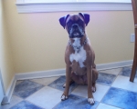 This is Boxer our mascot